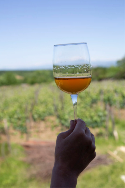 Hand holding a glass of orange wine in a vineyard at Baia's Wines