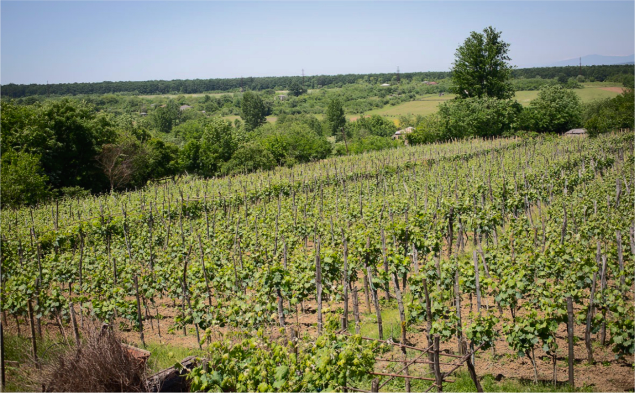 Vineyard with rows of grapevines and lush green landscape