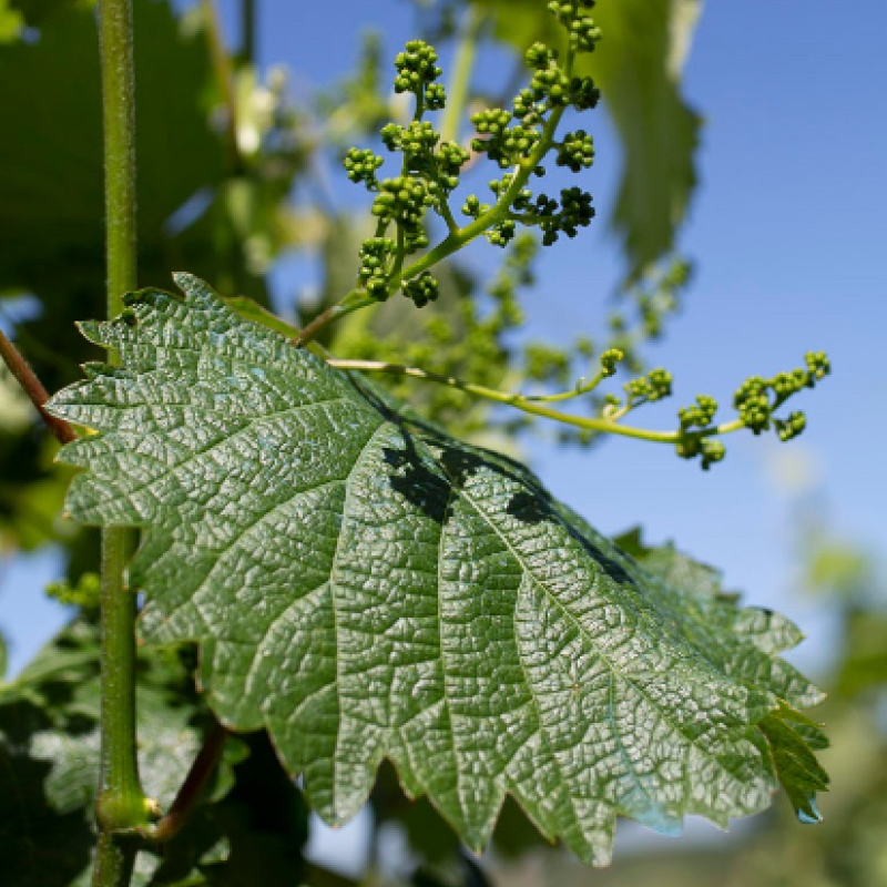 Close-up of a grapevine leaf with young grape clusters at Baias Wines vineyard