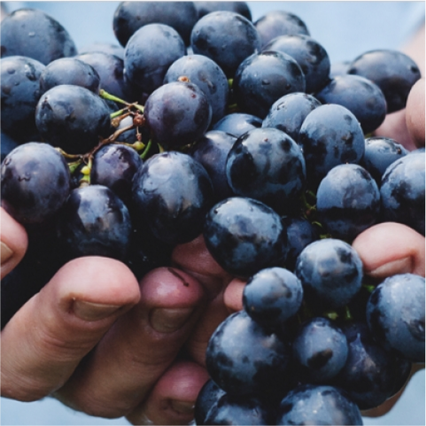 Grapes of Dugladze Winery 