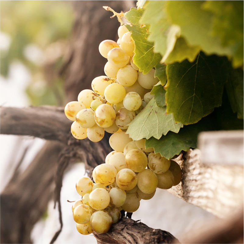 White Grapes