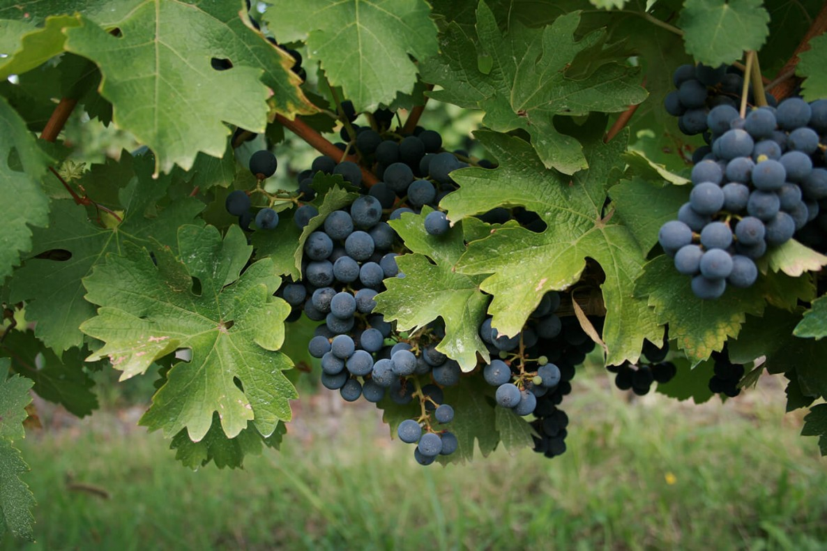 Close-up of grape bunches on the vine at Marani Winery