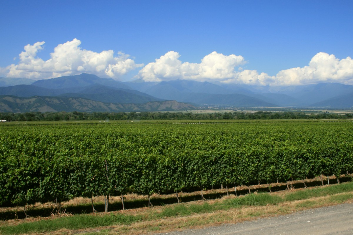 Vineyard at Marani Winery with mountain backdrop