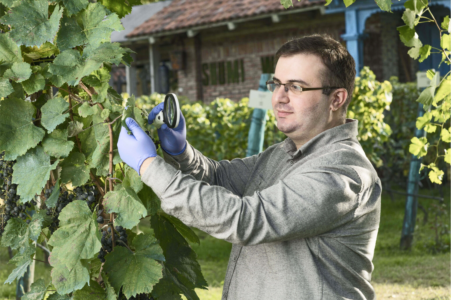 Biodynamic vineyards manager Shengeli Kikilashvili examining grapevines