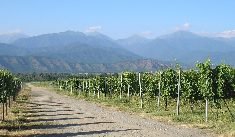 Wine Man Winery, road lined with grapevines, with mountains and clear blue sky in the background