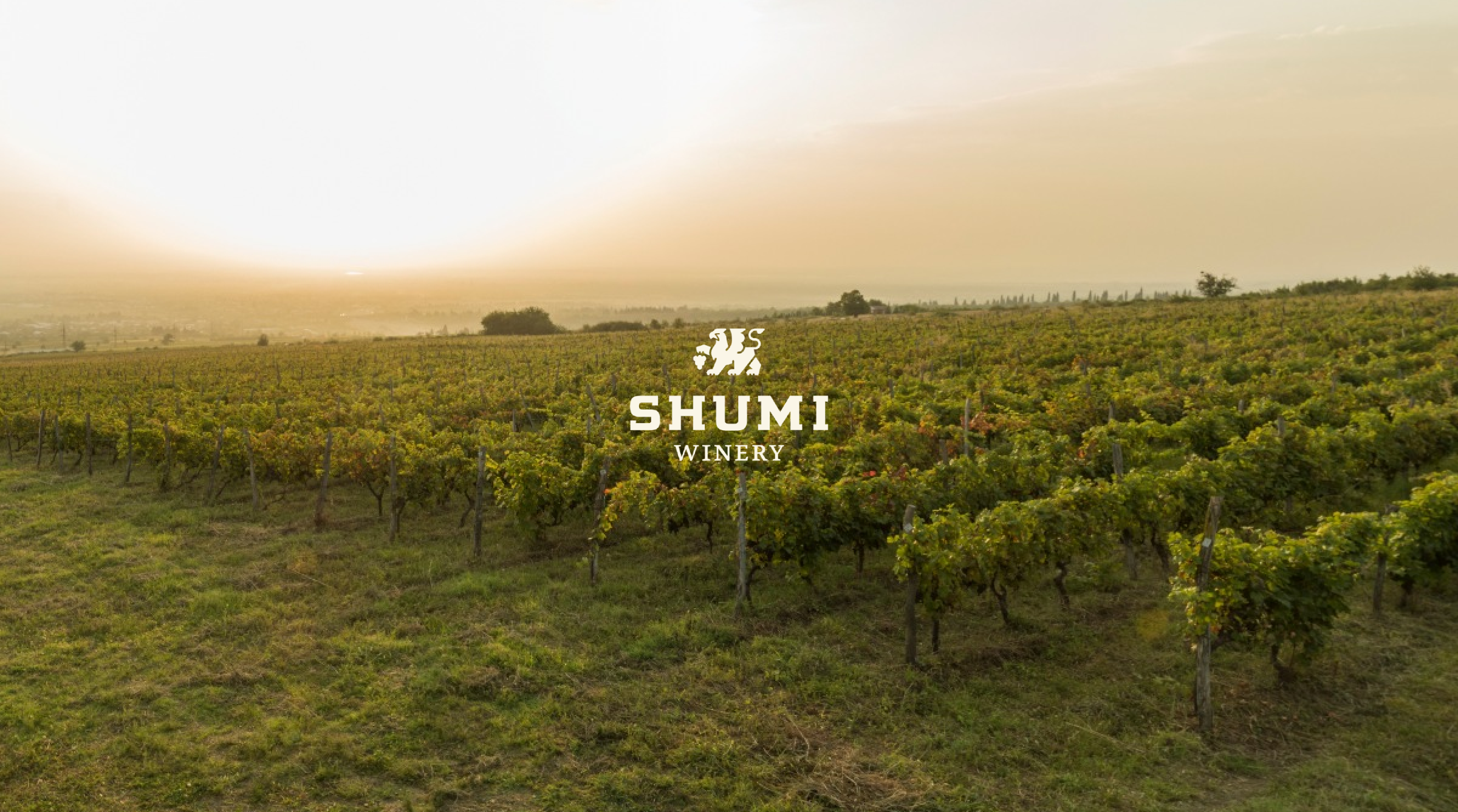 Shumi winery logo against the backdrop of vast and rich vineyards